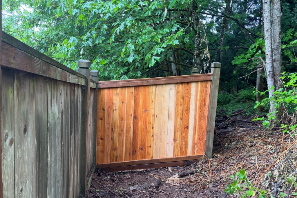 Replacement cedar fence panel beside the existing fence in Bellevue, WA