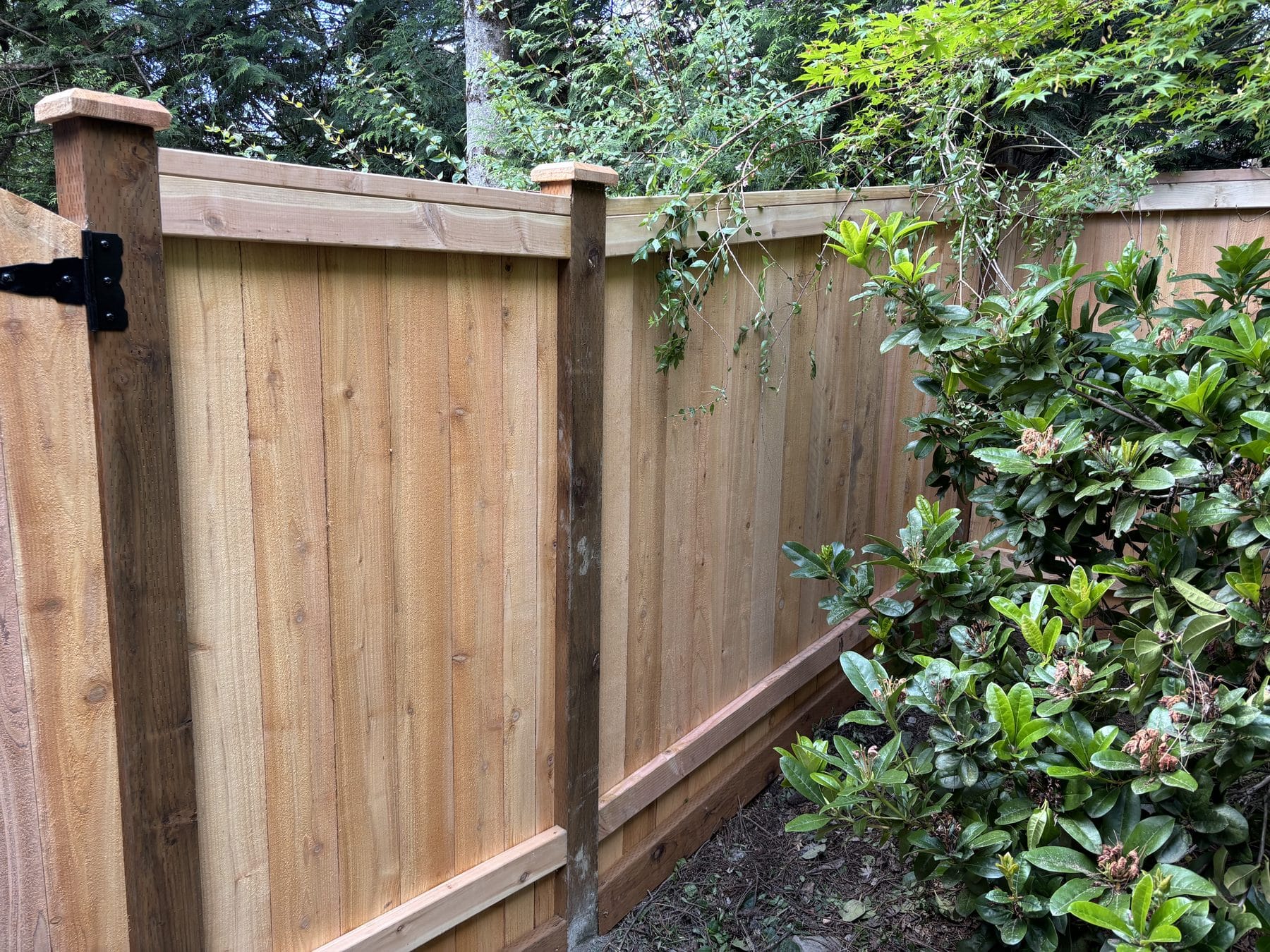 Cedar privacy fence corner fitted around shrubs in Kirkland WA