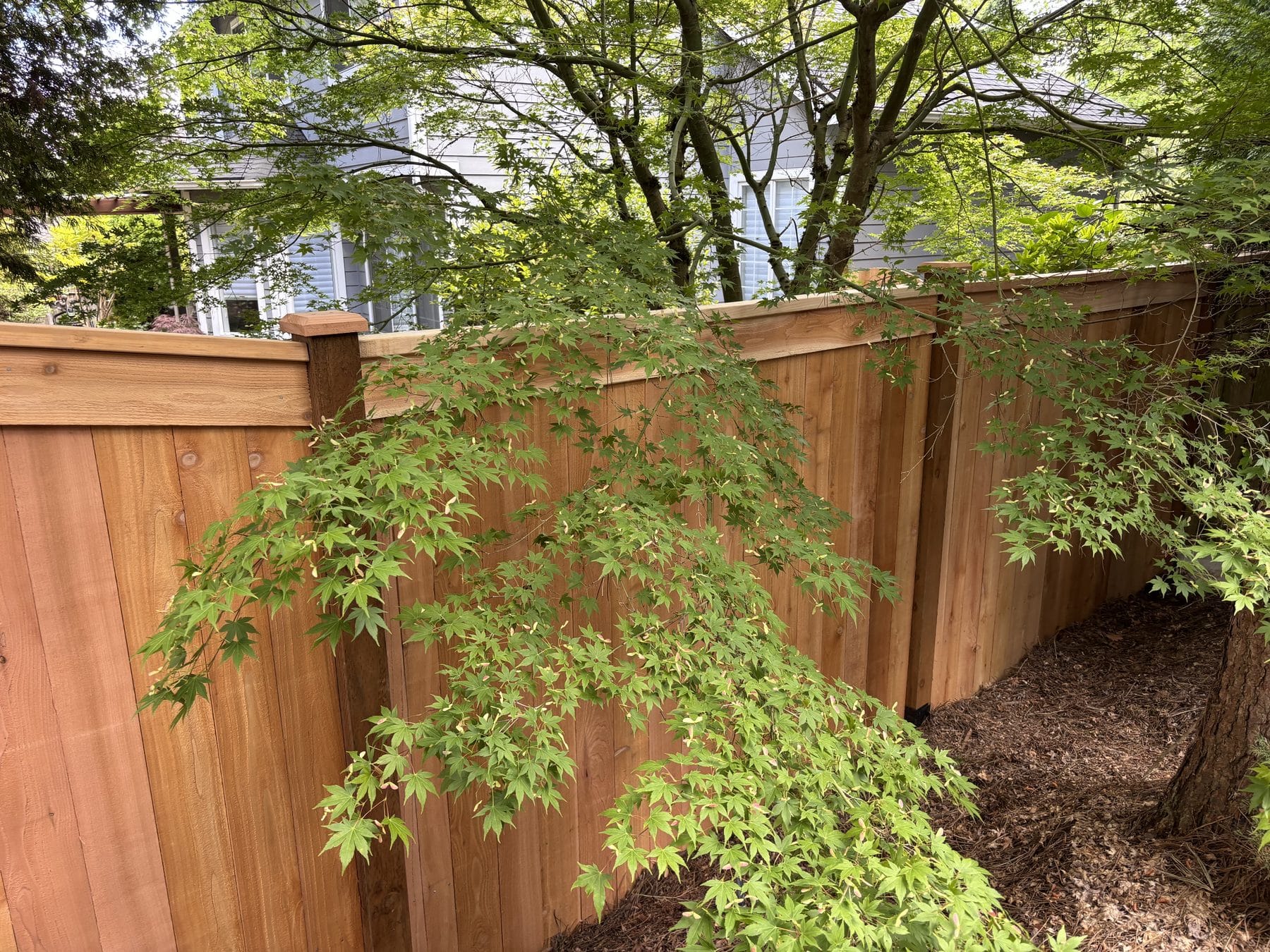 New cedar privacy fence built around mature Kirkland landscaping