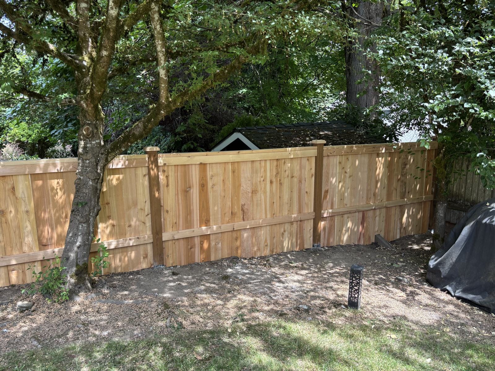 Back view of new full-panel cedar fence installed between mature trees in Sammamish WA