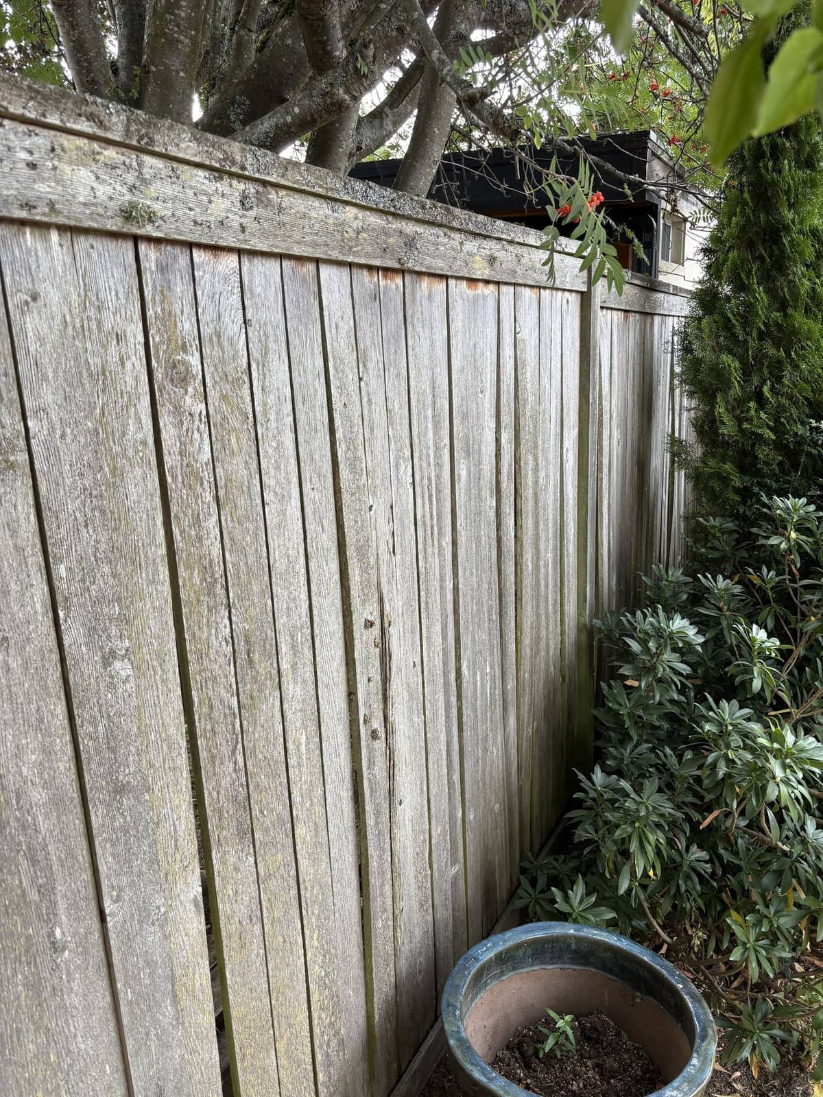 Old privacy fence before decorative cedar replacement in Seattle
